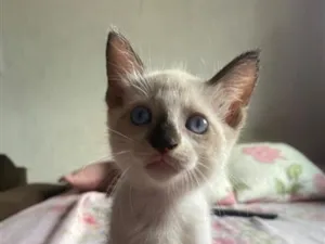 Gato raça SRD-ViraLata idade 2 a 6 meses nome Sem nome
