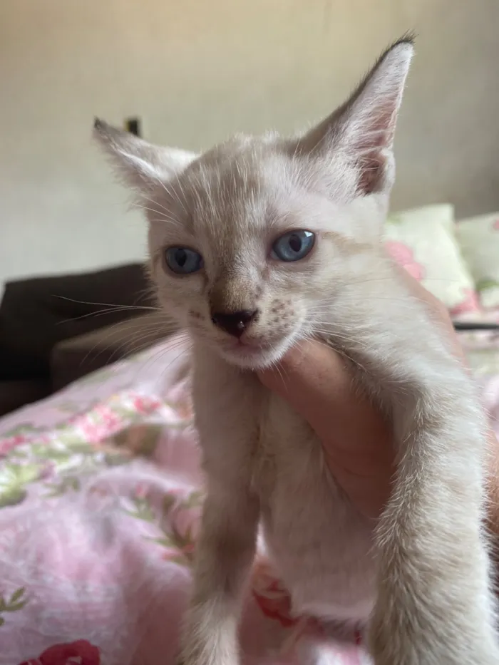 Gato raça SRD-ViraLata idade 2 a 6 meses nome Sem nome