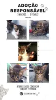 frajola, tigresa ,zangado , branquinha, lilo