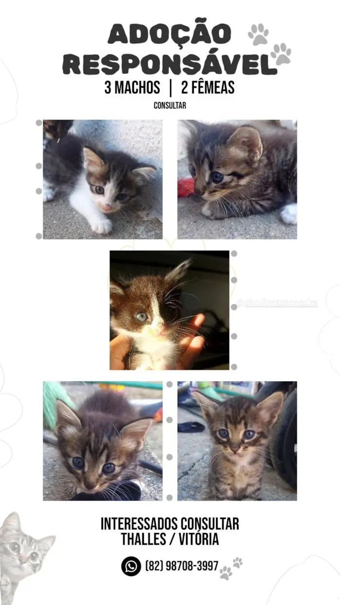 Gato raça SRD-ViraLata idade Abaixo de 2 meses nome frajola, tigresa ,zangado , branquinha, lilo