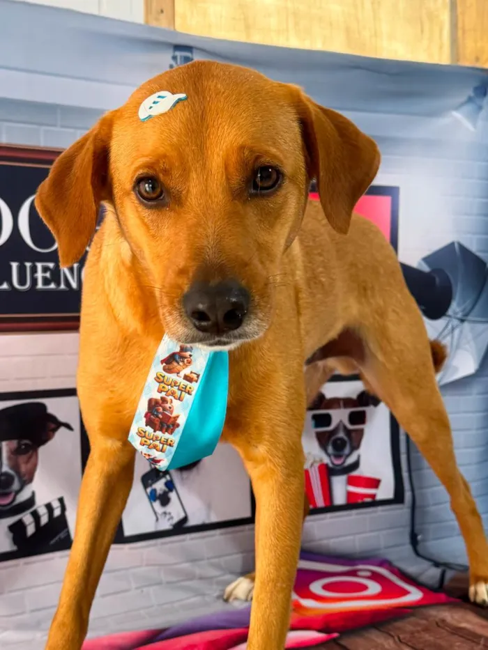 Cachorro raça SRD-ViraLata idade 3 anos nome Paçoca