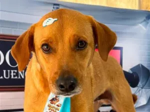 Cachorro raça SRD-ViraLata idade 3 anos nome Paçoca