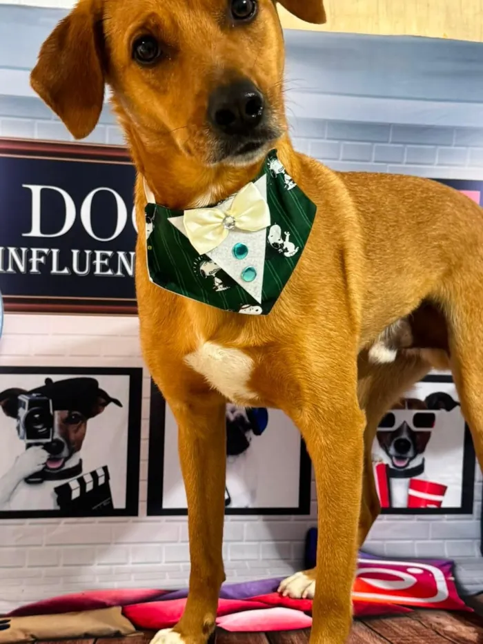 Cachorro raça SRD-ViraLata idade 3 anos nome Paçoca