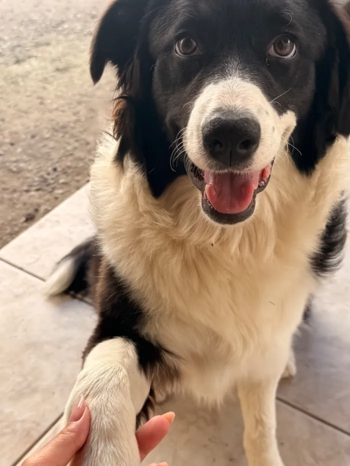 Cachorro raça SRD-ViraLata idade 7 a 11 meses nome Zoey