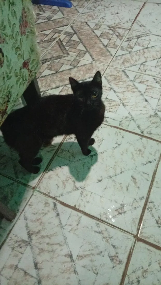 Gato raça SRD-ViraLata idade 7 a 11 meses nome Salém