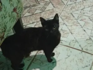 Gato raça SRD-ViraLata idade 7 a 11 meses nome Salém
