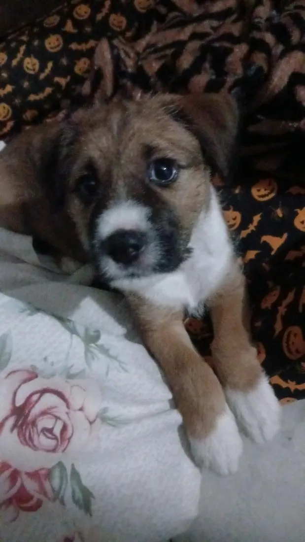 Cachorro raça SRD-ViraLata idade 2 a 6 meses nome Dik