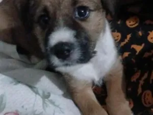 Cachorro raça SRD-ViraLata idade 2 a 6 meses nome Dik