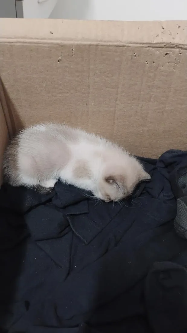 Gato raça Siamês idade Abaixo de 2 meses nome sem nome ainda