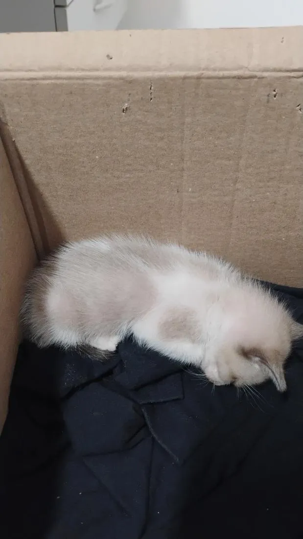 Gato raça Siamês idade Abaixo de 2 meses nome sem nome ainda