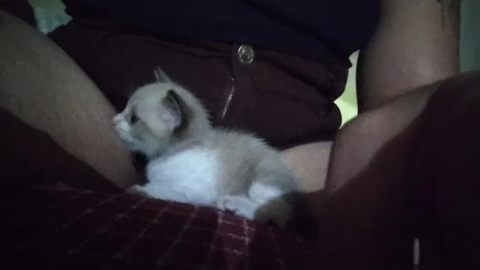 Gato raça Siamês idade Abaixo de 2 meses nome sem nome ainda