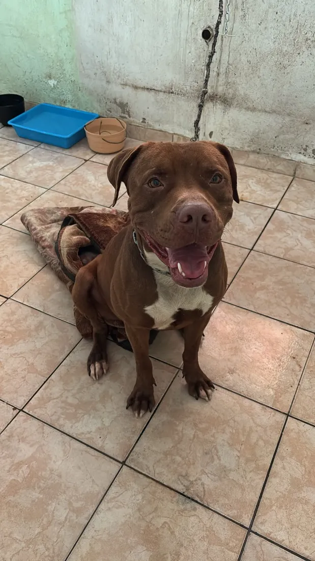 Cachorro raça Pit-Bull idade 3 anos nome Sem nome 