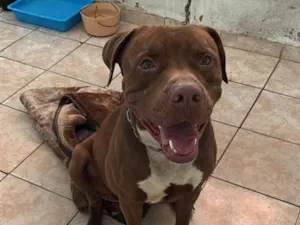 Cachorro raça Pit-Bull idade 3 anos nome Sem nome 