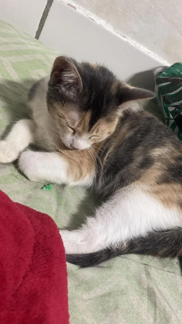 Gato raça Siamês idade 2 a 6 meses nome cristal