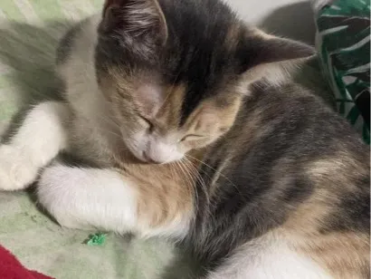 Gato raça Siamês idade 2 a 6 meses nome cristal