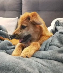 Cachorro raça SRD-ViraLata idade 7 a 11 meses nome Peter