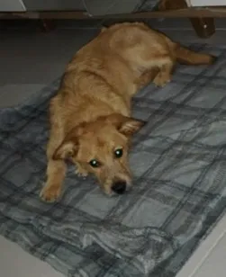 Cachorro raça SRD-ViraLata idade 7 a 11 meses nome Peter