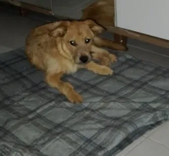 Cachorro raça SRD-ViraLata idade 7 a 11 meses nome Peter