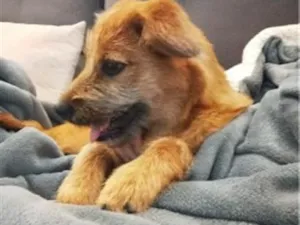 Cachorro raça SRD-ViraLata idade 7 a 11 meses nome Peter