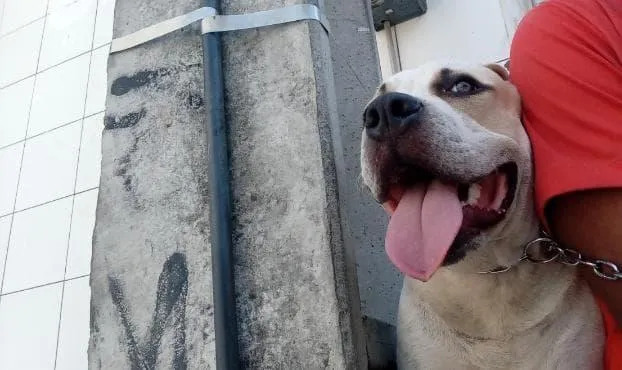 Cachorro raça Pit-Bull idade 2 a 6 meses nome Charles 