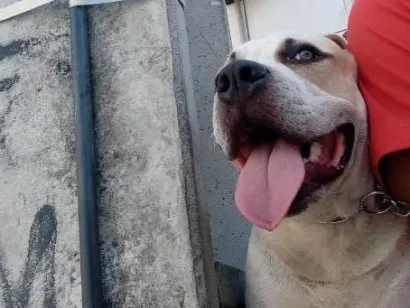 Cachorro raça Pit-Bull idade 2 a 6 meses nome Charles 
