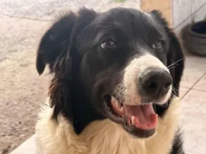 Cachorro raça SRD-ViraLata idade 7 a 11 meses nome Zoey