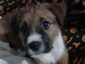 Cachorro raça SRD-ViraLata idade 2 a 6 meses nome Dik
