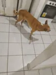 o nome dele é Ragnarok mas atende pelo ragnar