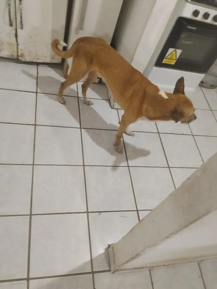 Cachorro raça SRD-ViraLata idade 5 anos nome o nome dele é Ragnarok mas atende pelo ragnar
