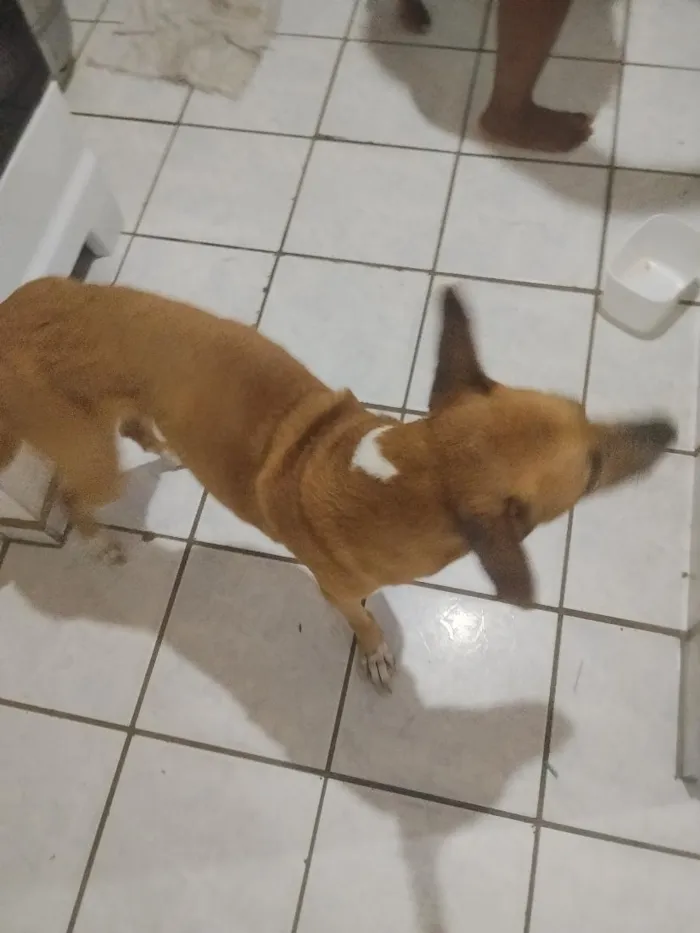 Cachorro raça SRD-ViraLata idade 5 anos nome o nome dele é Ragnarok mas atende pelo ragnar