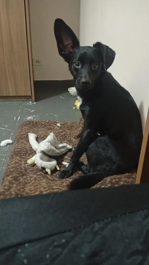 Cachorro raça SRD-ViraLata idade 1 ano nome Spyke