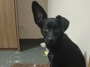 Cachorro raça SRD-ViraLata idade 1 ano nome Spyke