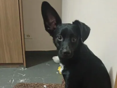 Cachorro raça SRD-ViraLata idade 1 ano nome Spyke