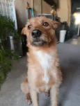 Caramela