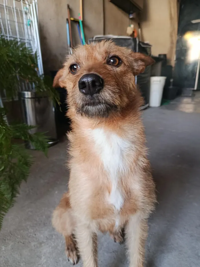 Cachorro raça SRD-ViraLata idade 1 ano nome Caramela