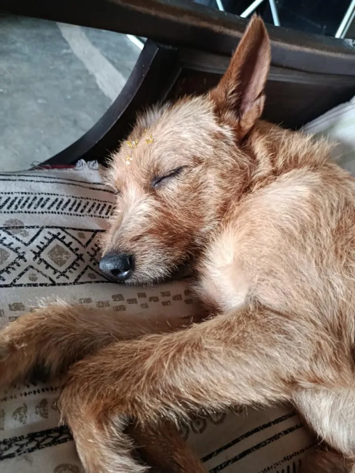 Cachorro raça SRD-ViraLata idade 1 ano nome Caramela