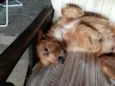 Caramela