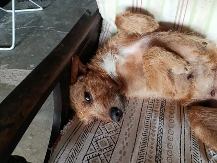 Cachorro raça SRD-ViraLata idade 1 ano nome Caramela
