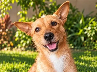 Cachorro raça SRD-ViraLata idade 1 ano nome Caramela