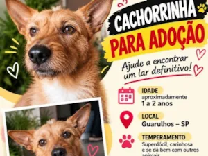 Cachorro raça SRD-ViraLata idade 1 ano nome Caramela