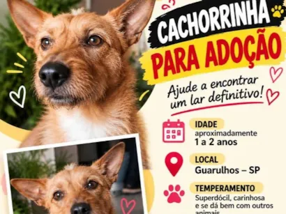 Cachorro raça SRD-ViraLata idade 1 ano nome Caramela