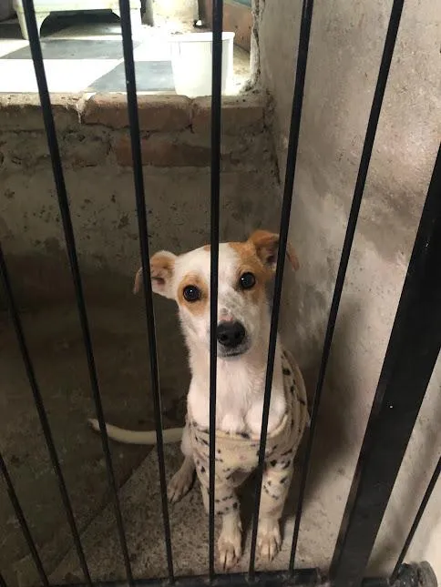 Cachorro raça SRD-ViraLata idade 1 ano nome Belinha
