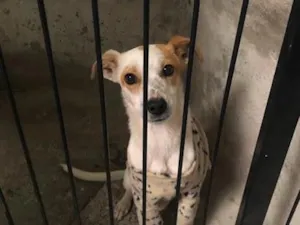 Cachorro raça SRD-ViraLata idade 1 ano nome Belinha