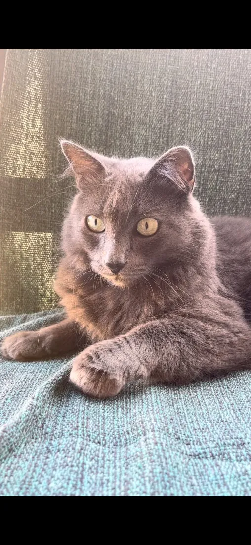 Gato raça SRD-ViraLata idade 3 anos nome Luna 