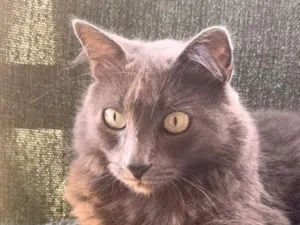 Gato raça SRD-ViraLata idade 3 anos nome Luna 