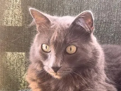Gato raça SRD-ViraLata idade 3 anos nome Luna 