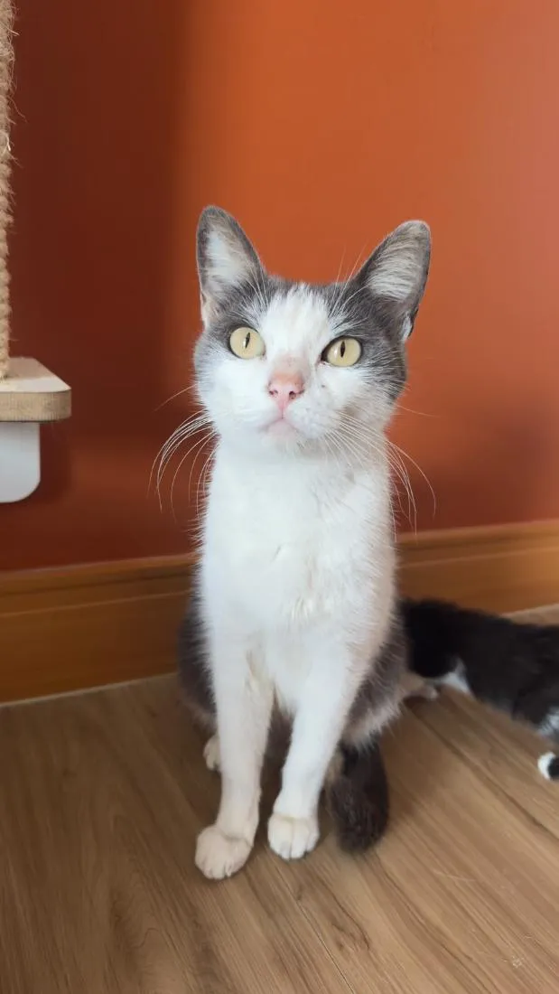 Gato raça SRD-ViraLata idade 1 ano nome Bijou