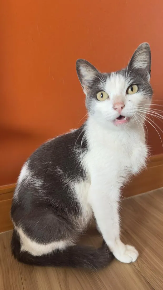 Gato raça SRD-ViraLata idade 1 ano nome Bijou