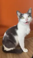 Bijou