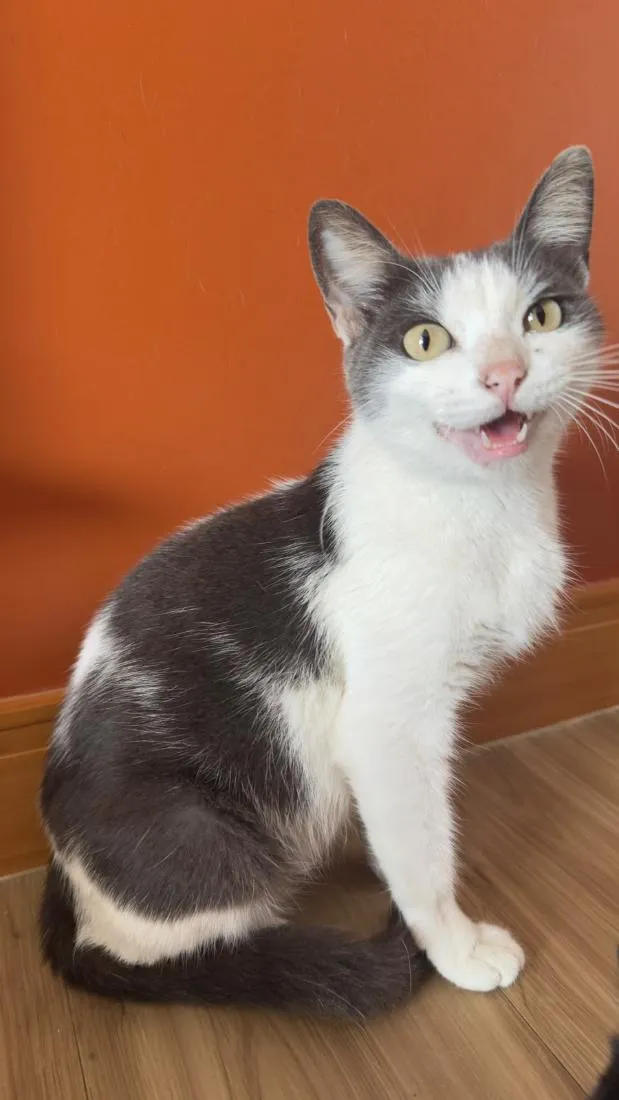 Gato raça SRD-ViraLata idade 1 ano nome Bijou
